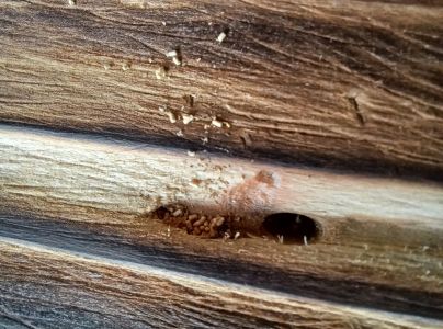 Fuz&aacute;č krovov&yacute;