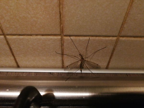 Crane fly - Tipula