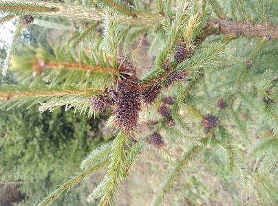 K&ocirc;rovnica zelen&aacute;