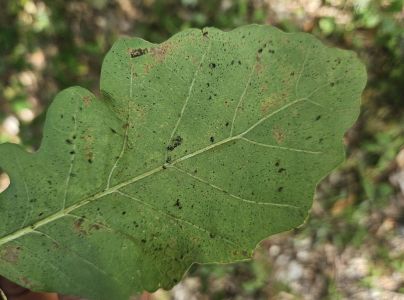 Sietnička dubov&aacute;