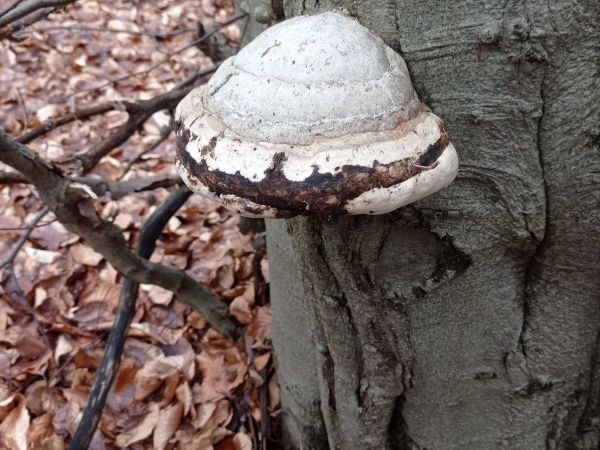 Tinder fungus