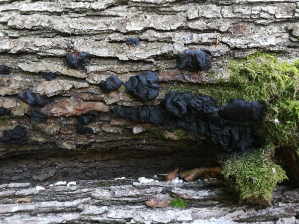 Witches&rsquo;s butter