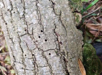 Lykokaz jaseňov&yacute;