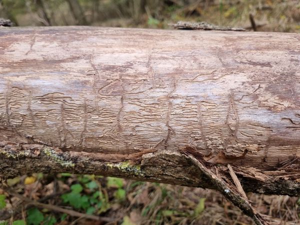 Ash bark beetle