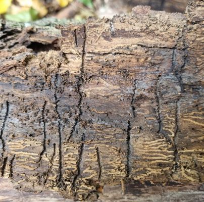 Hylesinus varius (=fraxini)