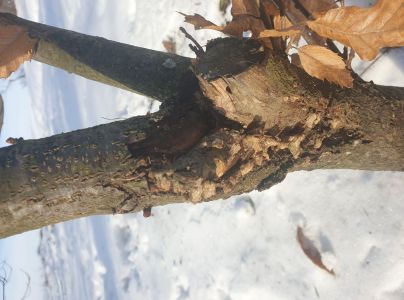 Kožnačka hrdzavohned&aacute;