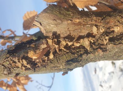 Kožnačka hrdzavohned&aacute;