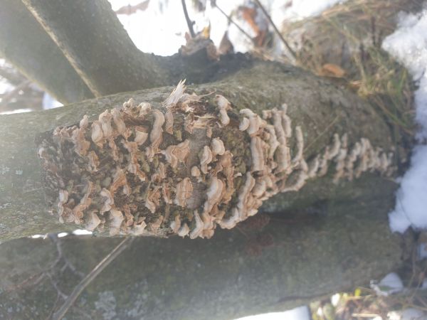 Hymenochaete rubiginosa 