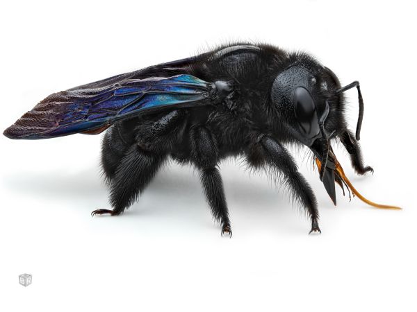 Violet carpenter bee