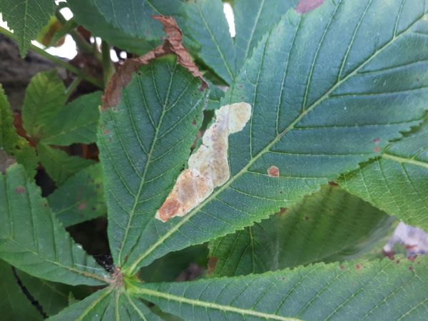 Horse-chestnut leaf miner