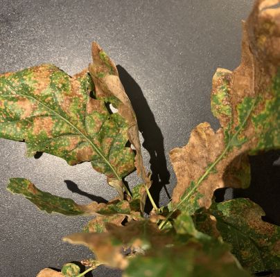 A - nie je v datab&aacute;ze