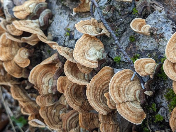 False Turkey tail
