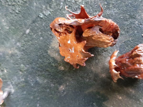 Gall wasp Andricus dentimitratus