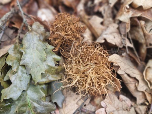 Gall wasp Andricus caputmedusae