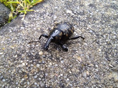 Tvrdoň dev&auml;ťsilov&yacute;