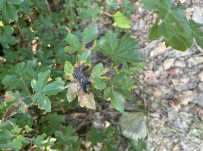 Čerň javorov&aacute;