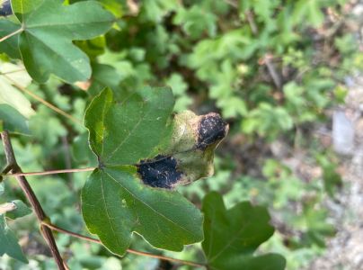 Čerň javorov&aacute;