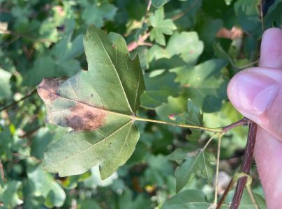 Čerň javorov&aacute;