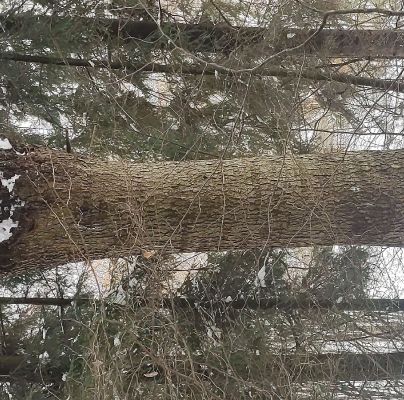 Melampsorella caryophyllacearum