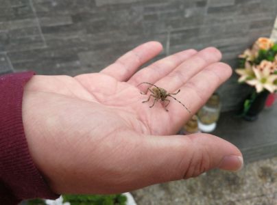 Vrz&uacute;nik topoľov&yacute;