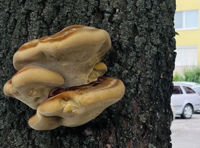 Ry&scaron;avec srstnat&yacute;