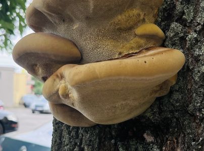 Ry&scaron;avec srstnat&yacute;