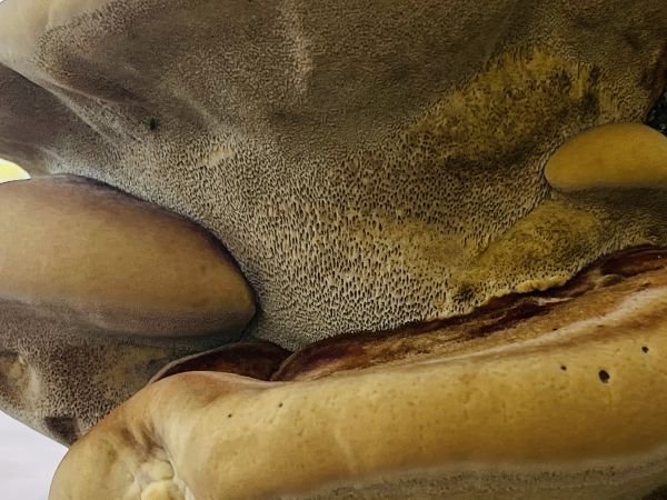 Fungus Inonotus hispidus 