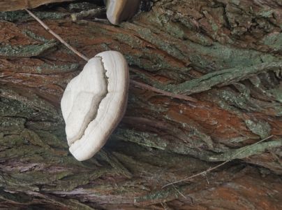 Ohňovec obyčajn&yacute;