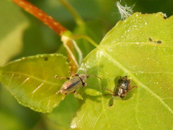 Phyllobius and Polydrusus weevils