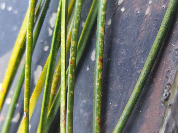 Dothistroma needle blight