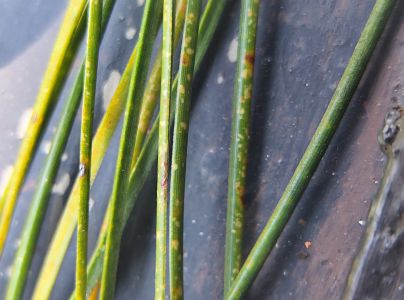 Sypavka červen&aacute;