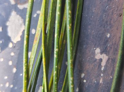 Sypavka červen&aacute;