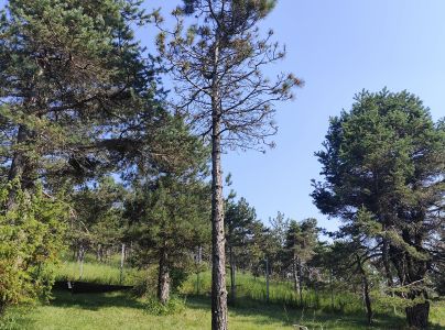 Sypavka červen&aacute;