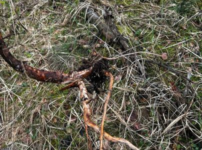 Tvrdoň smrekov&yacute;