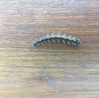 A - nejednoznačne určen&yacute;, nie sme si ist&iacute;