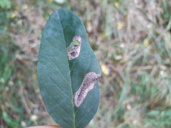 Leaf blotch miner moth