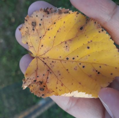 A - nie je v datab&aacute;ze