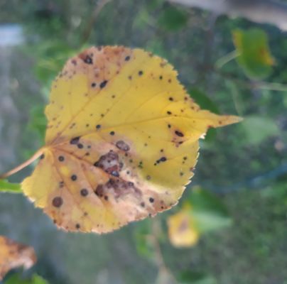 A - nie je v datab&aacute;ze