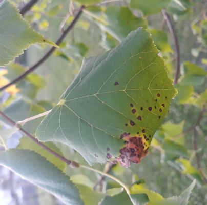 A - nie je v datab&aacute;ze