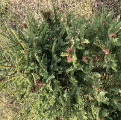 Sacchiphantes viridis 