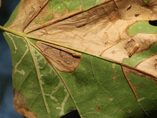 Phyllonorycter platani