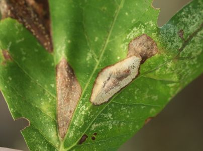 Plosk&aacute;čik platanov&yacute;