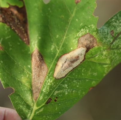 Phyllonorycter platani