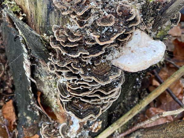 Turkey tail