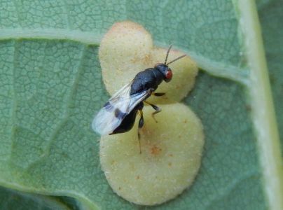 Hrčiarka Neuroterus quercusbaccarum