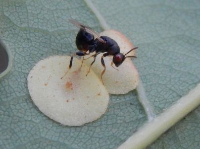 Hrčiarka Neuroterus quercusbaccarum