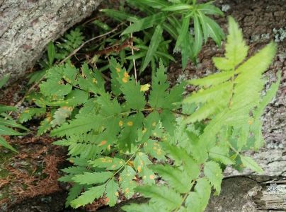 Hrdzavka jarabinov&aacute;