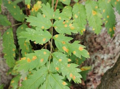 Hrdzavka jarabinov&aacute;