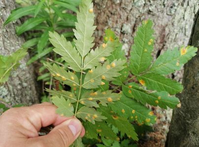 Hrdzavka jarabinov&aacute;