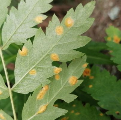 Gymnosporangium cornutum